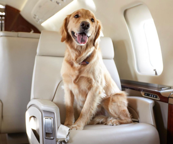 Pet-Friendly Private Jet Travel