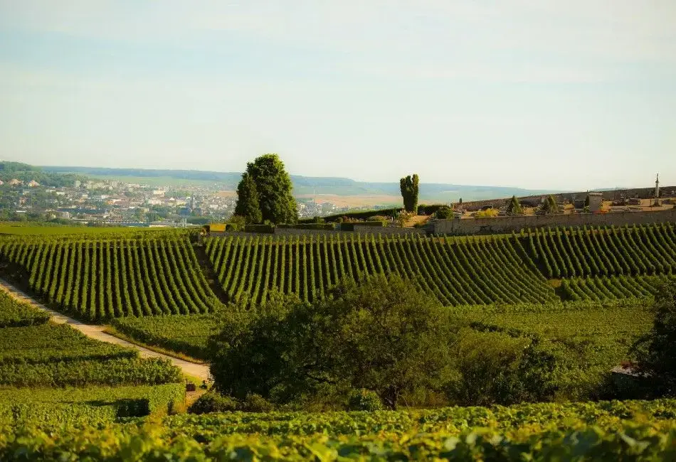 From Reims to Epernay